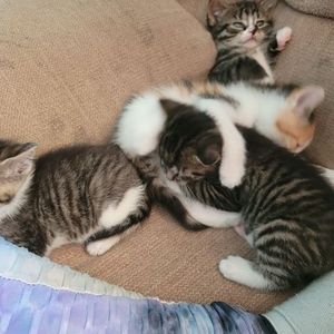 Meet your Posher, Isabella